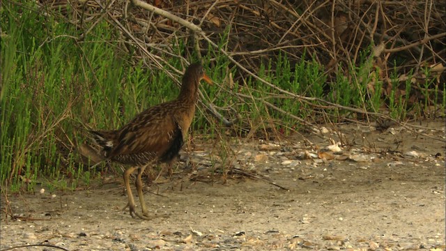 Clapper Rail - ML466553