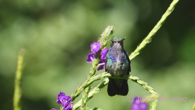 kolibřík safírový (ssp. bartletti) - ML466553101