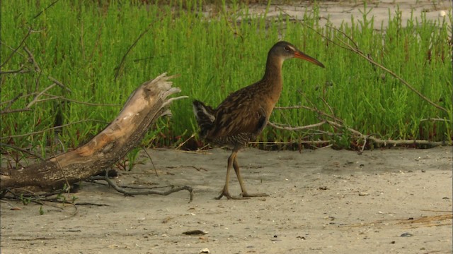 Clapper Rail - ML466554