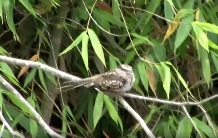 Ladder-tailed Nightjar - ML466554281