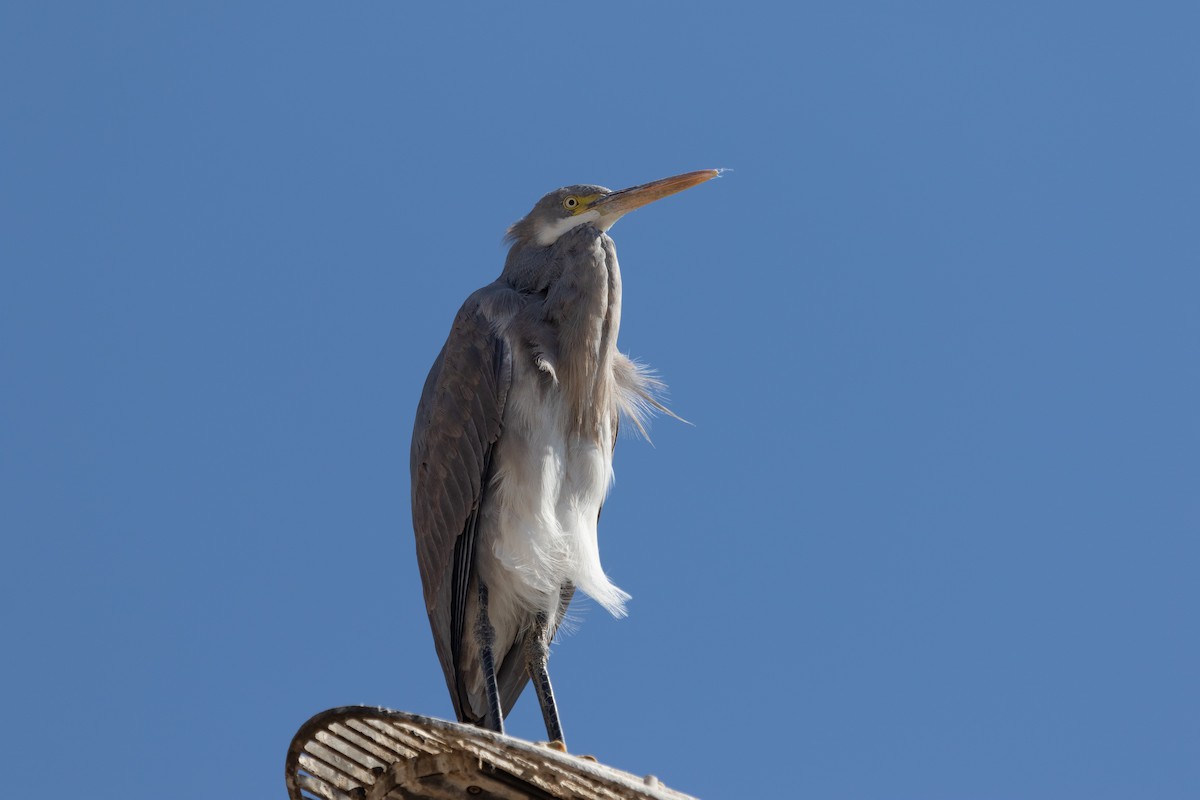 Western Reef-Heron - ML466555301