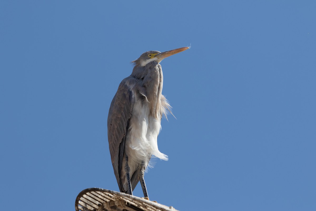 Western Reef-Heron - ML466555311