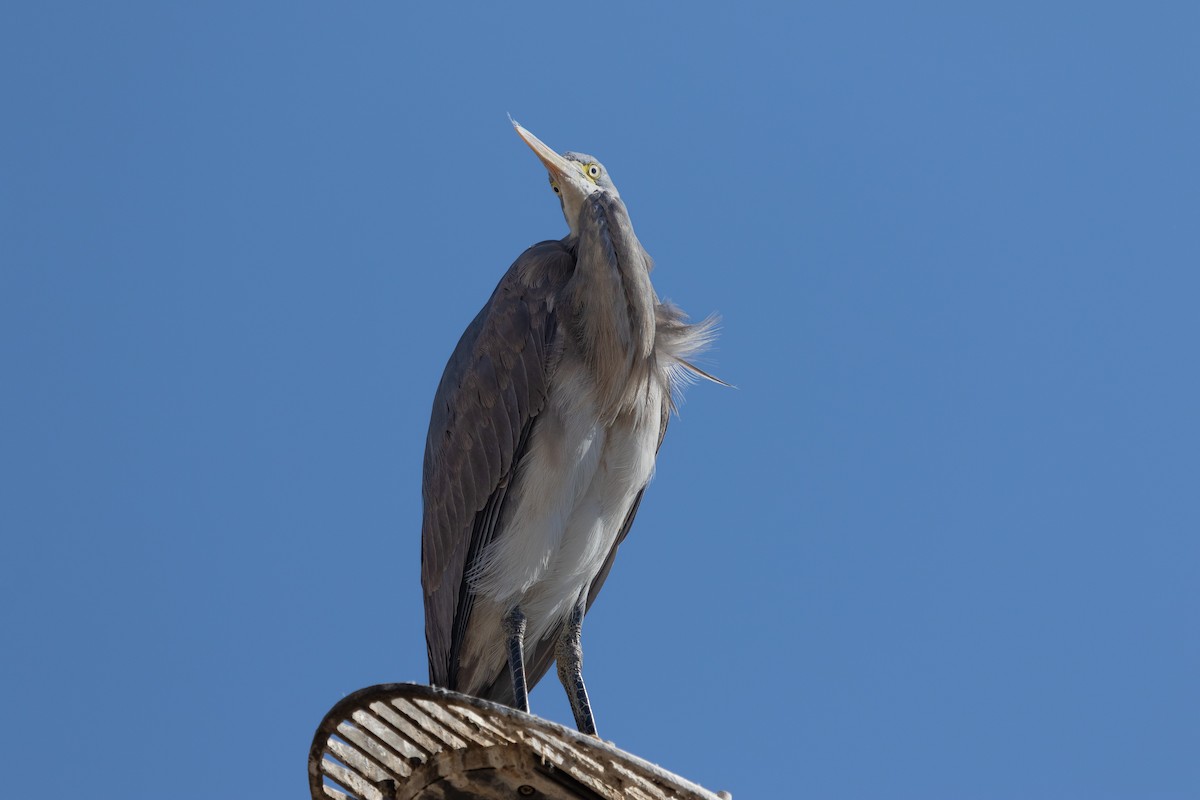 Western Reef-Heron - ML466555341