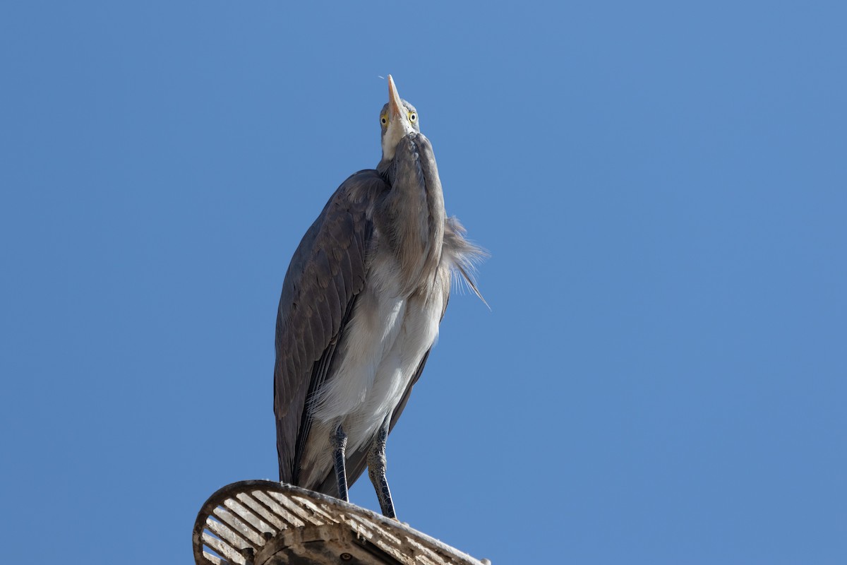 Western Reef-Heron - ML466555411