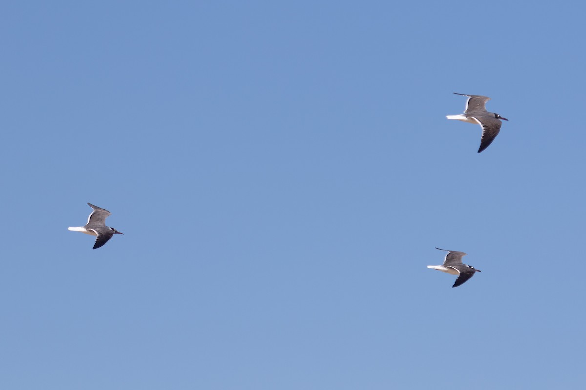 Gaviota Ojiblanca - ML466555551