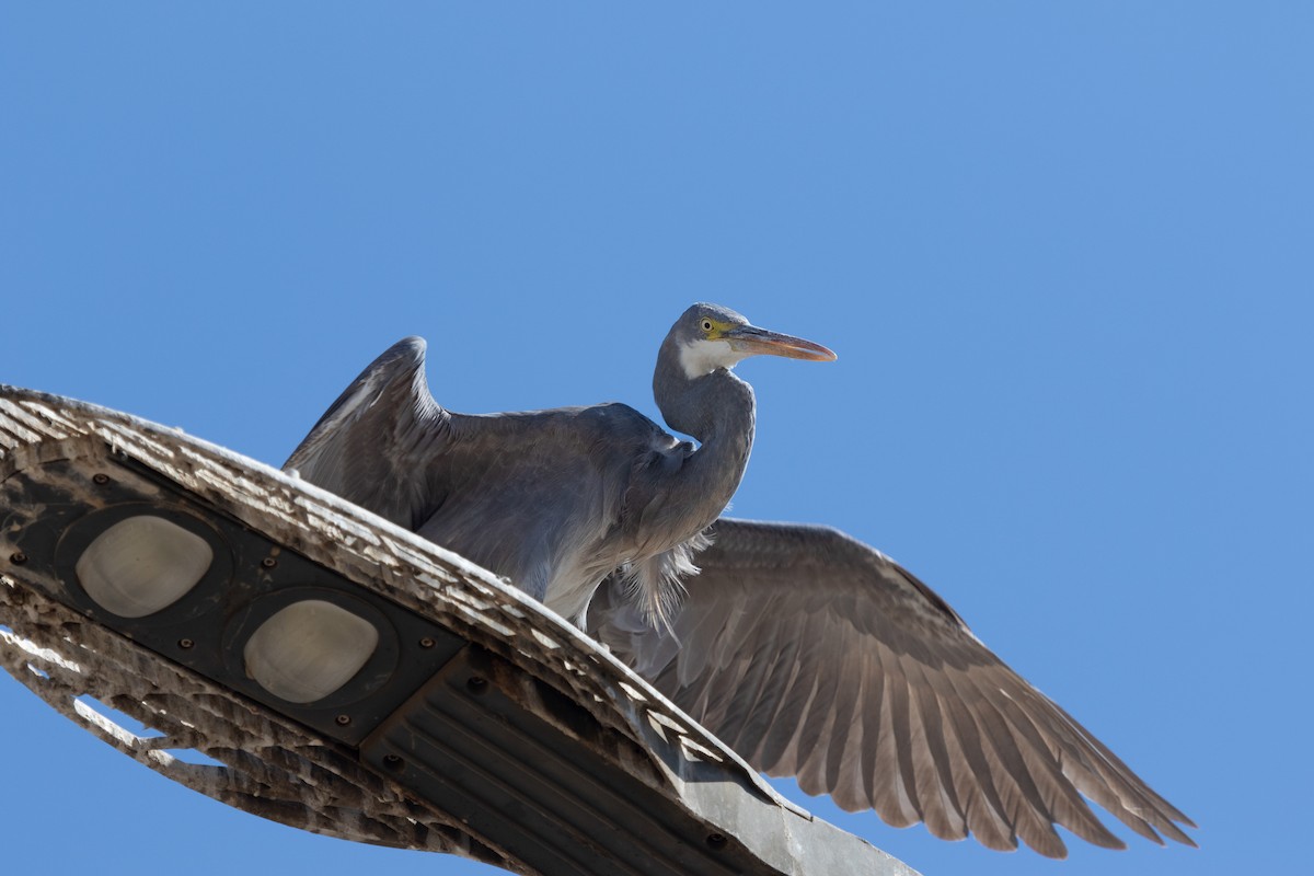 Western Reef-Heron - ML466555651