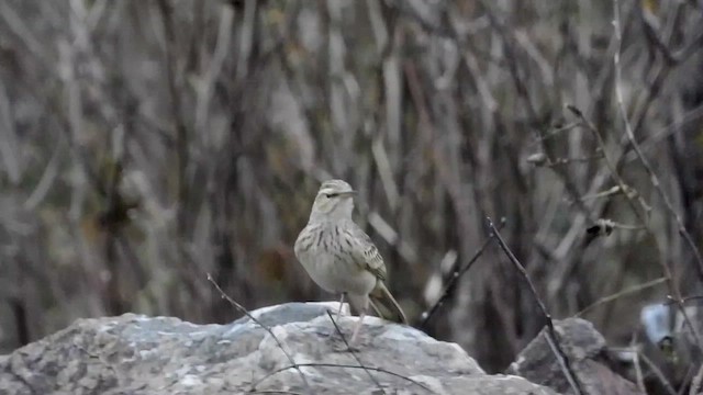 Pipit à long bec - ML466556581