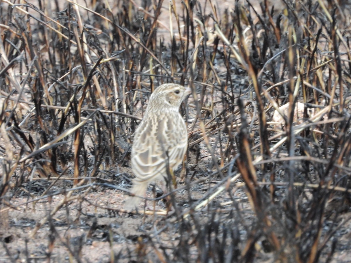 White-tailed Lark - ML466556721