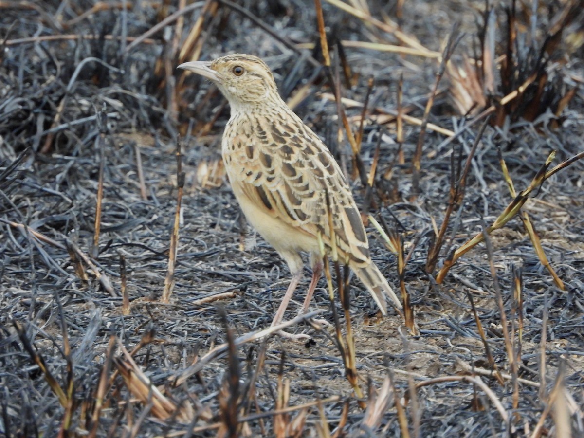 Rufous-naped Lark - ML466556951