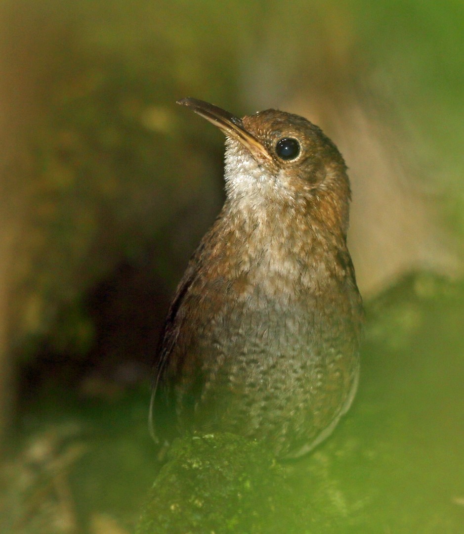 Nava's Wren - Nigel Voaden