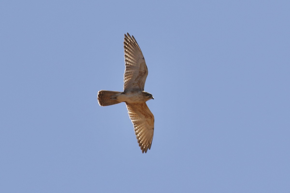 Brown Falcon - ML466557331