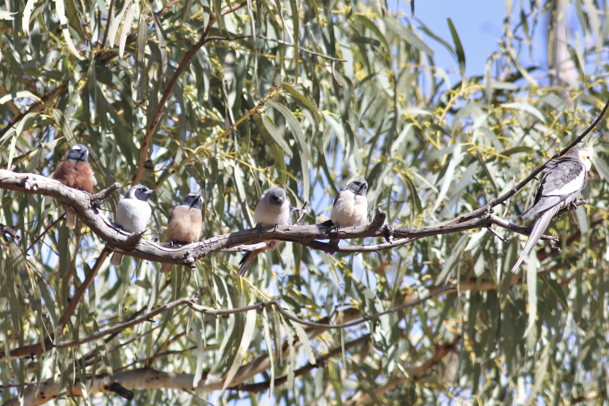 White-browed Woodswallow - ML466557341