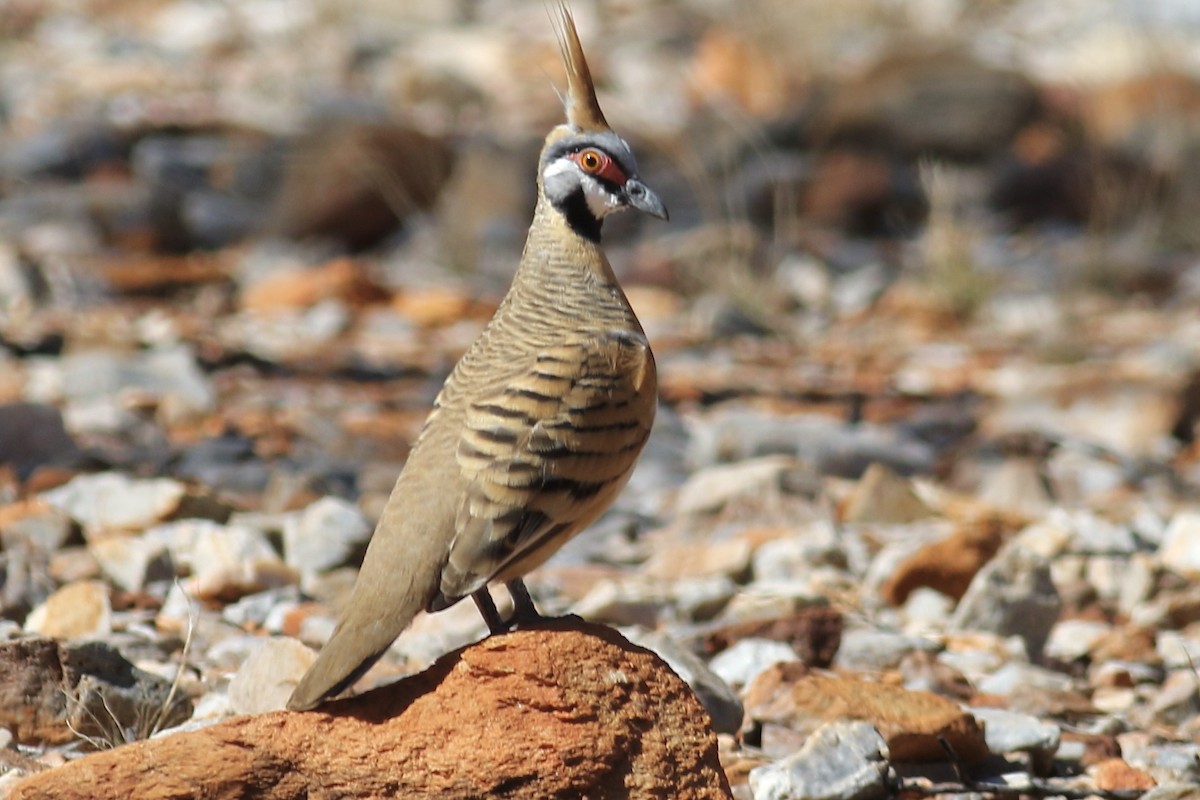 Spinifex Pigeon - ML466557651