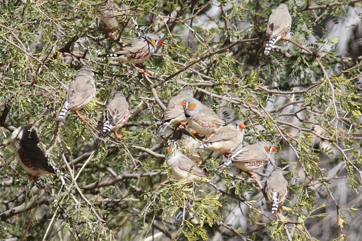 Zebra Finch - ML466557701