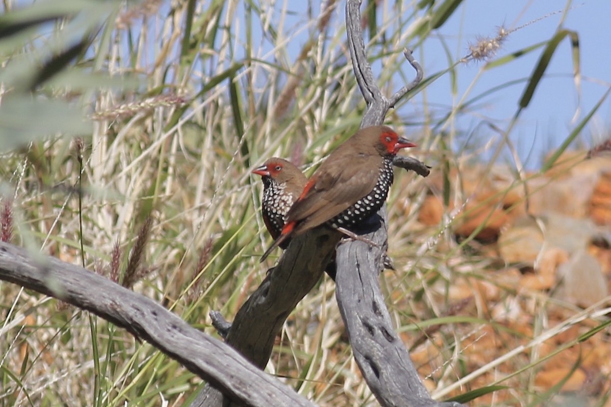 Painted Firetail - ML466557761