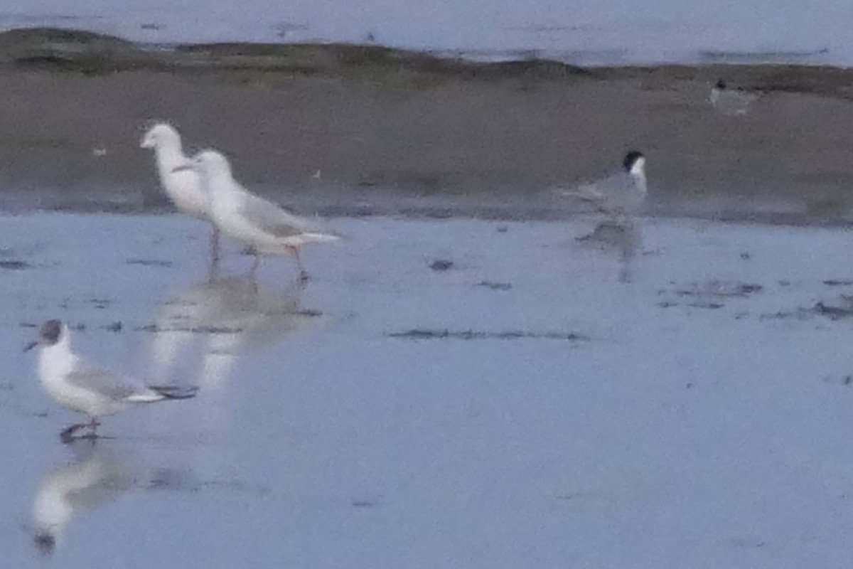 Slender-billed Gull - ML466557921