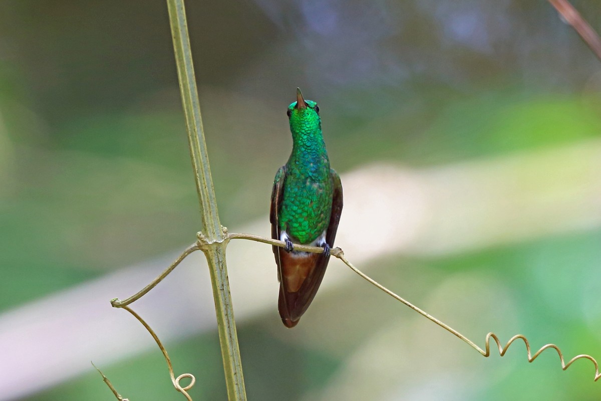 Berylline Hummingbird - ML46655801