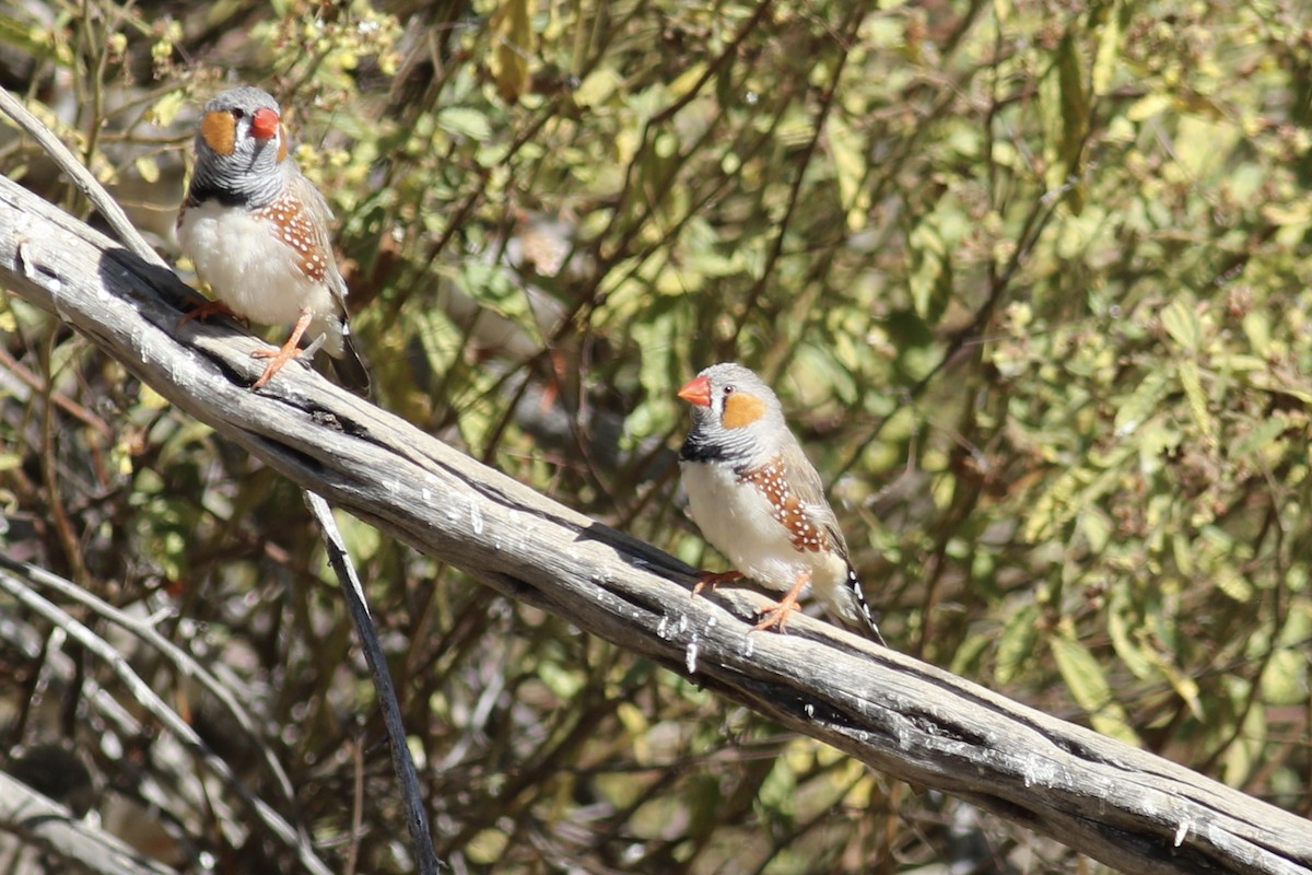 Zebra Finch - ML466558021