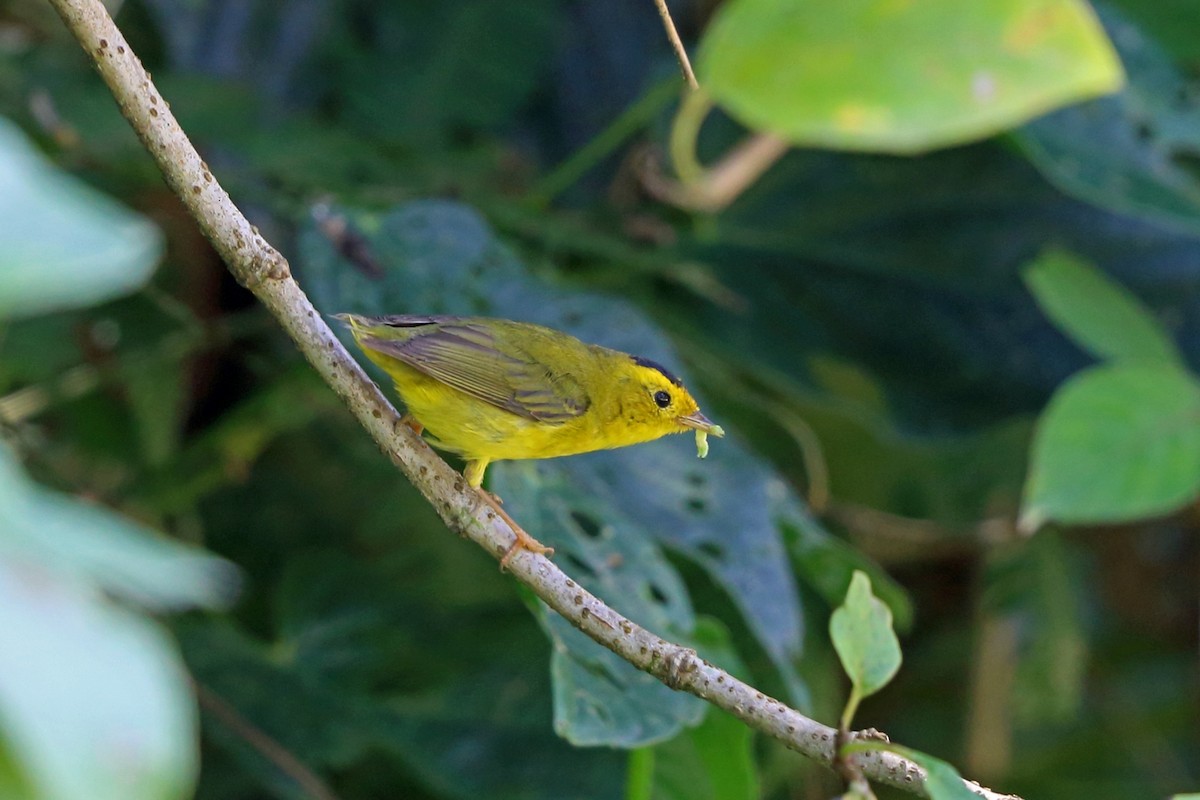 Wilson's Warbler - ML46655831