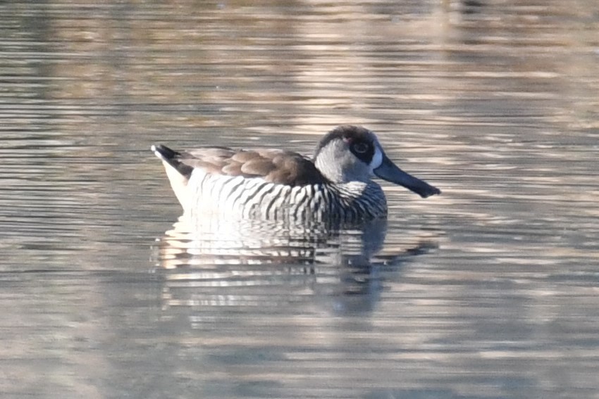 Pink-eared Duck - ML466558881