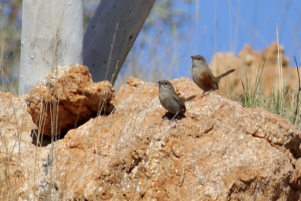 Kalkadoon Grasswren - ML466559171