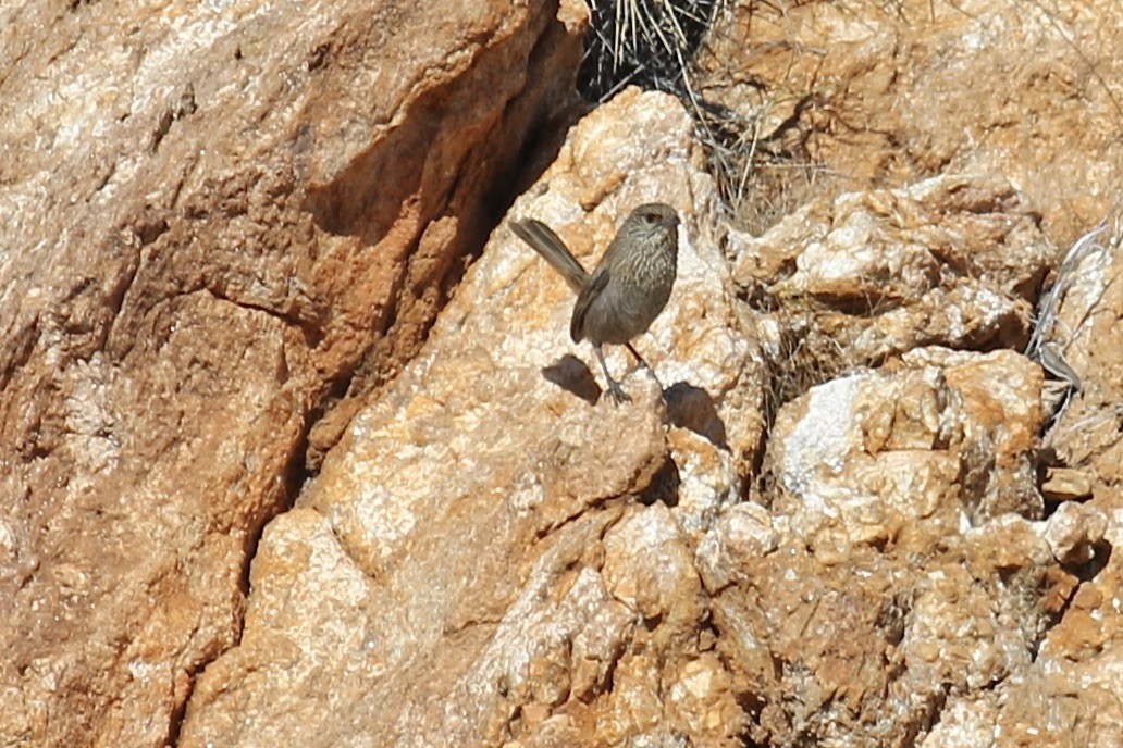 Kalkadoon Grasswren - ML466559261