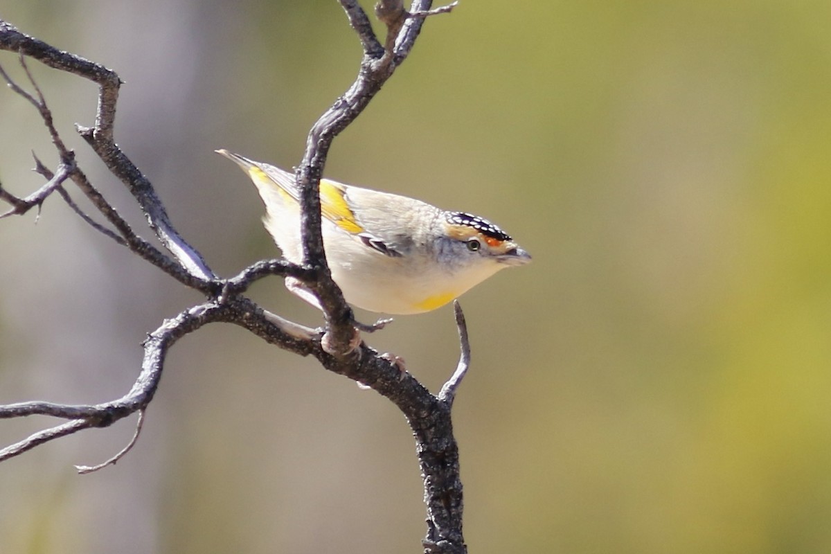 Red-browed Pardalote - ML466559361