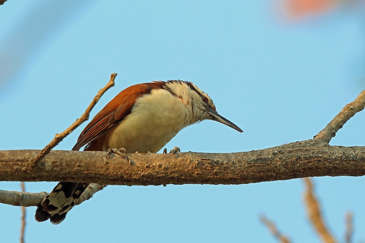 Giant Wren - ML46655971