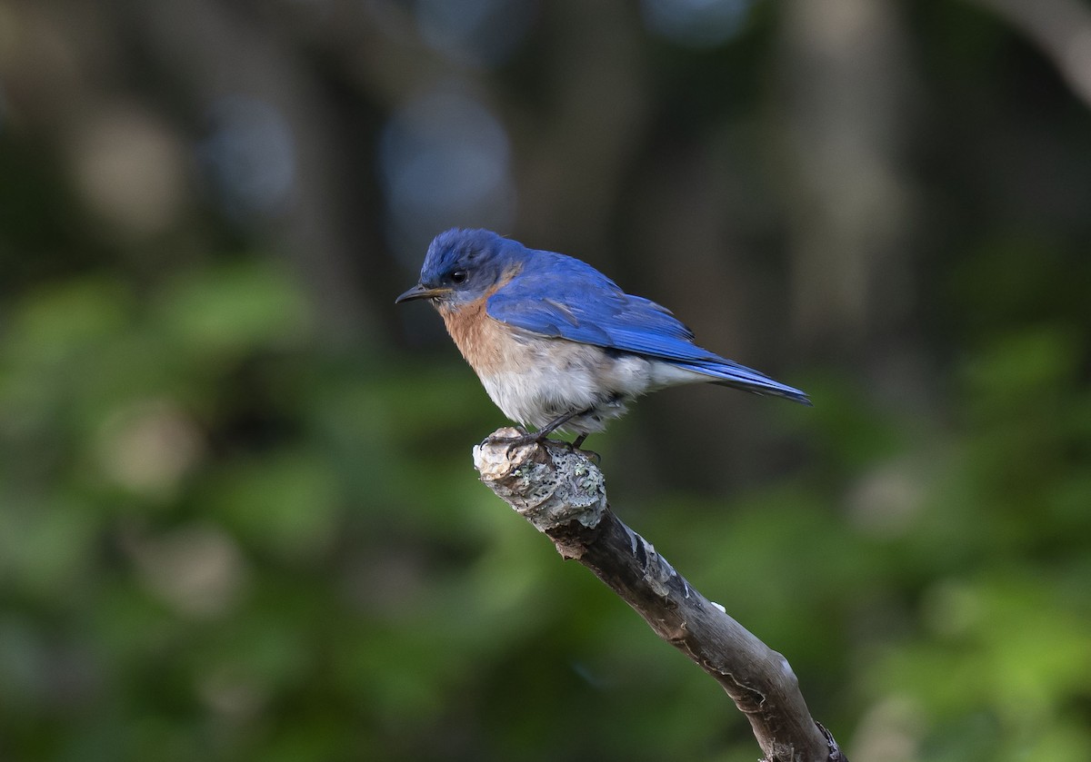 Eastern Bluebird - ML466559741