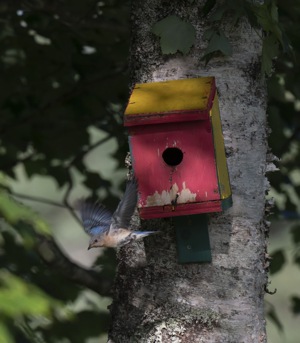 Eastern Bluebird - Ronnie d'Entremont