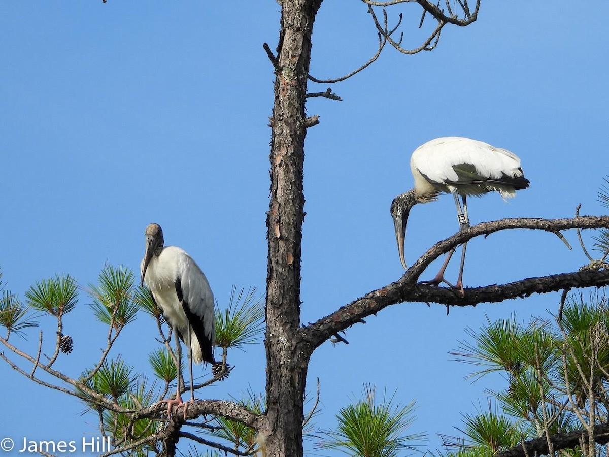 Wood Stork - ML466559821