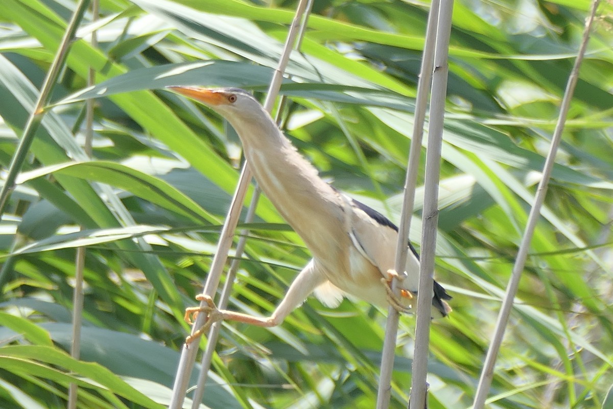 Little Bittern - ML466559831