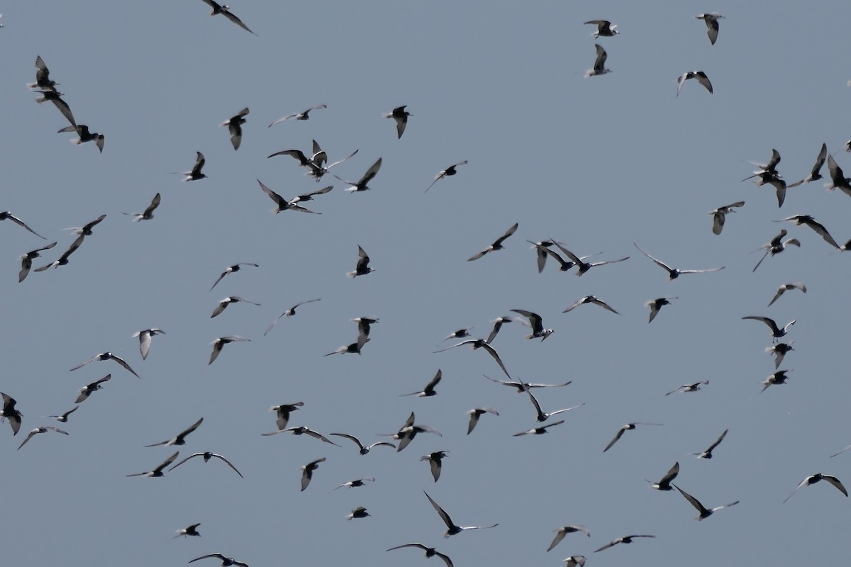 Буурал хараалай - ML466560191