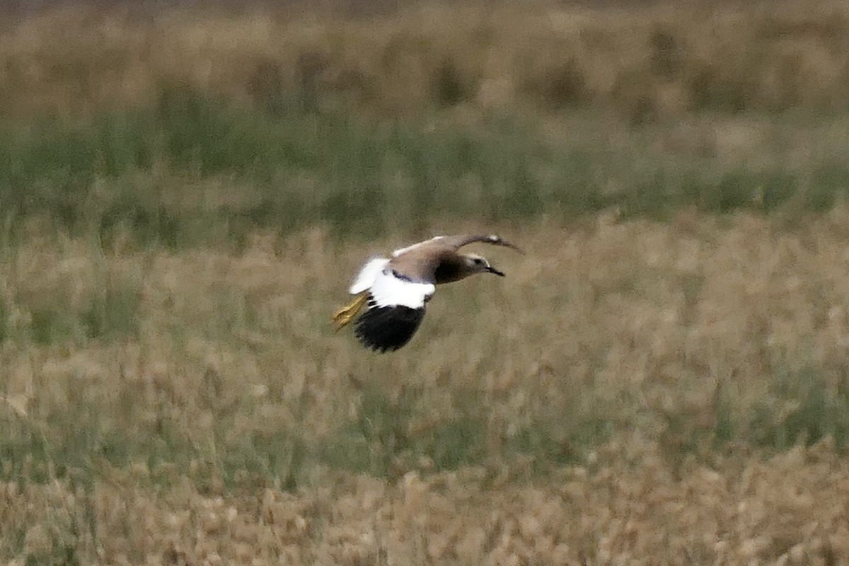 White-tailed Lapwing - ML466560521