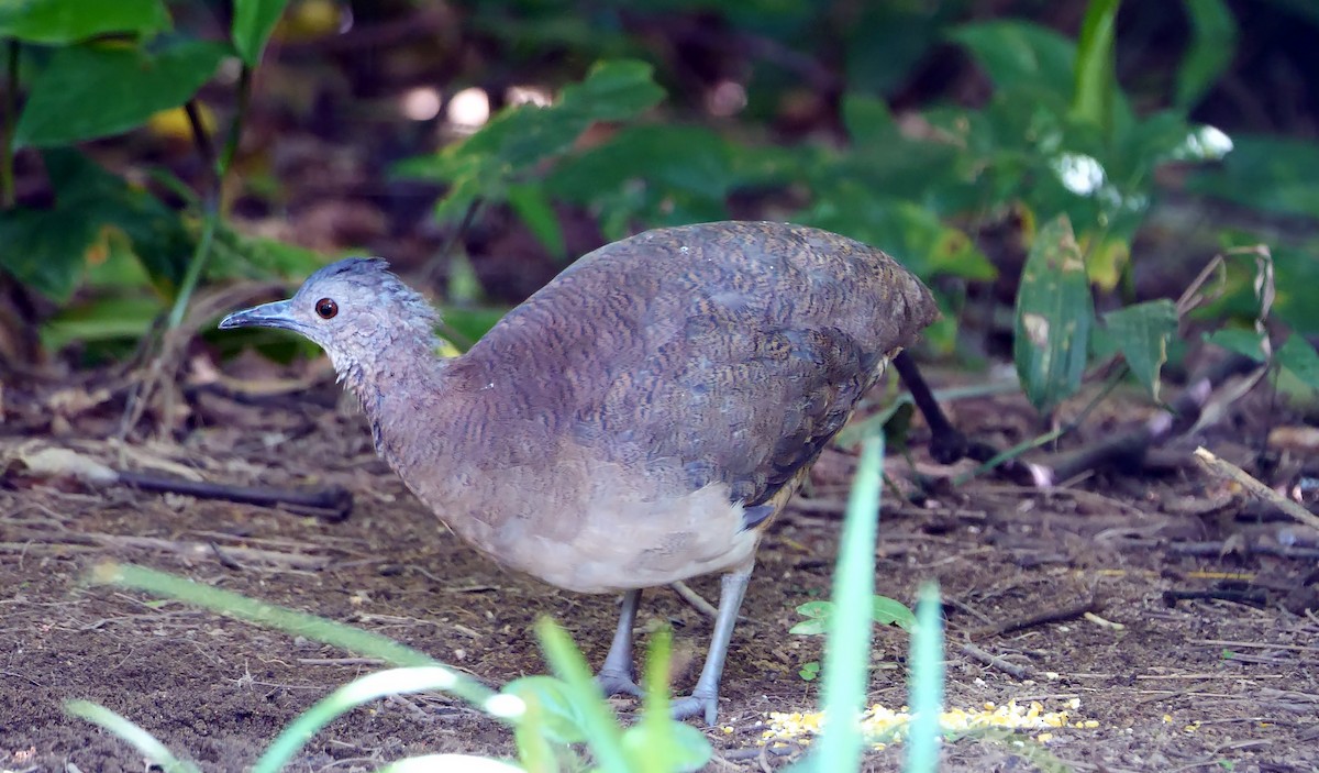 Undulated Tinamou - ML466560591