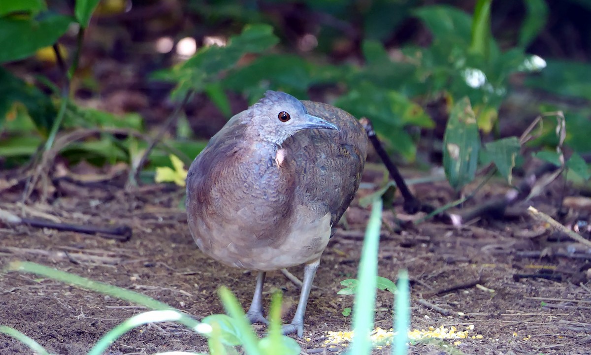 Undulated Tinamou - ML466560601