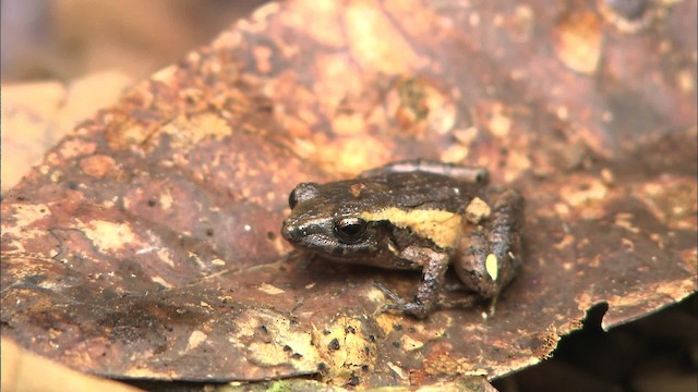 frog/toad sp. - ML466561