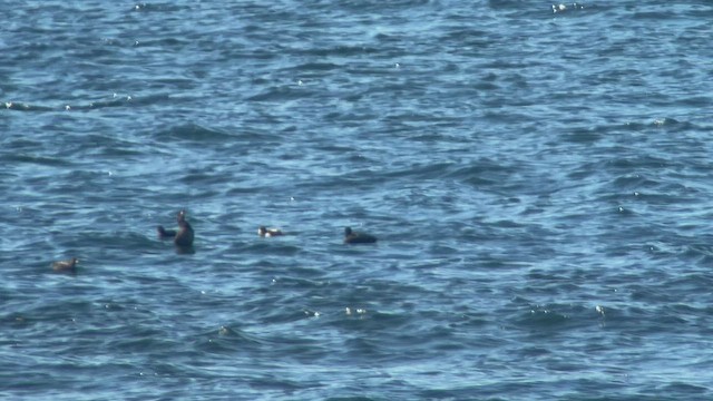 Black Scoter - ML466561741