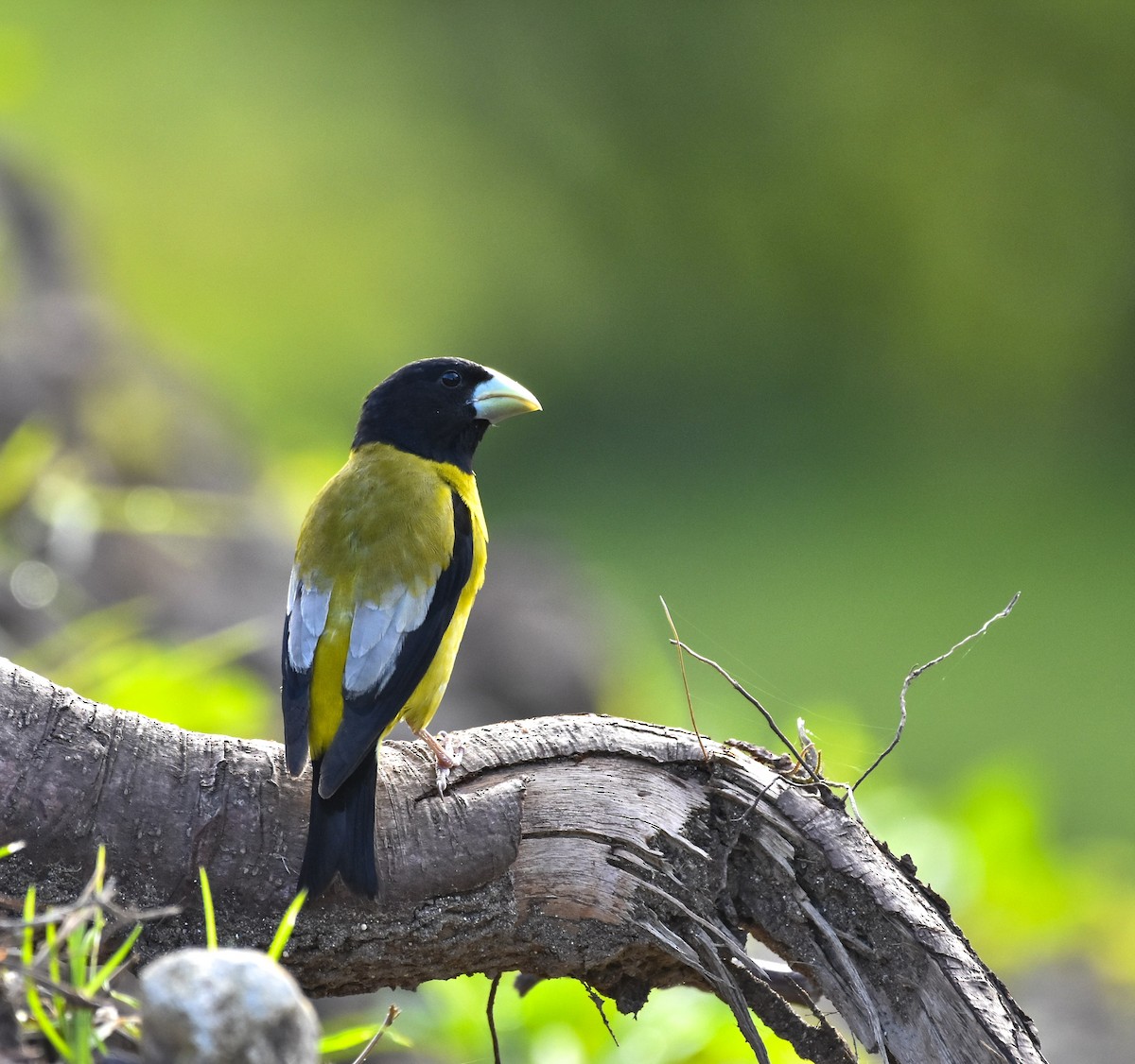 Hooded Grosbeak - ML466561971