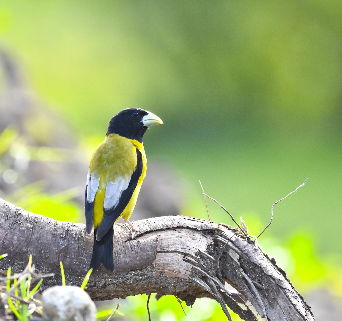 Hooded Grosbeak - ML466561991