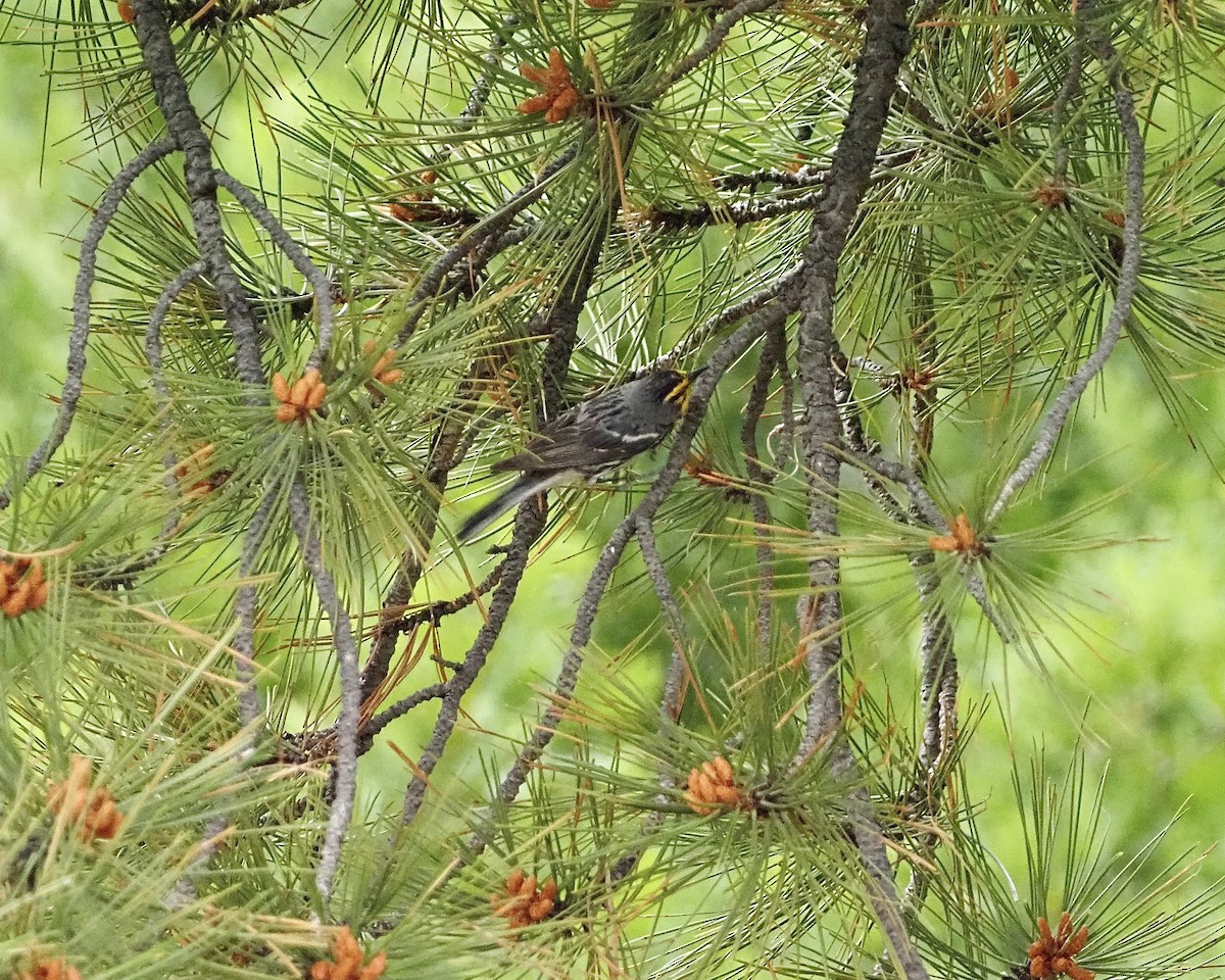 Grace's Warbler - ML466563051