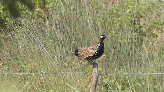 Black Francolin - ML466563451