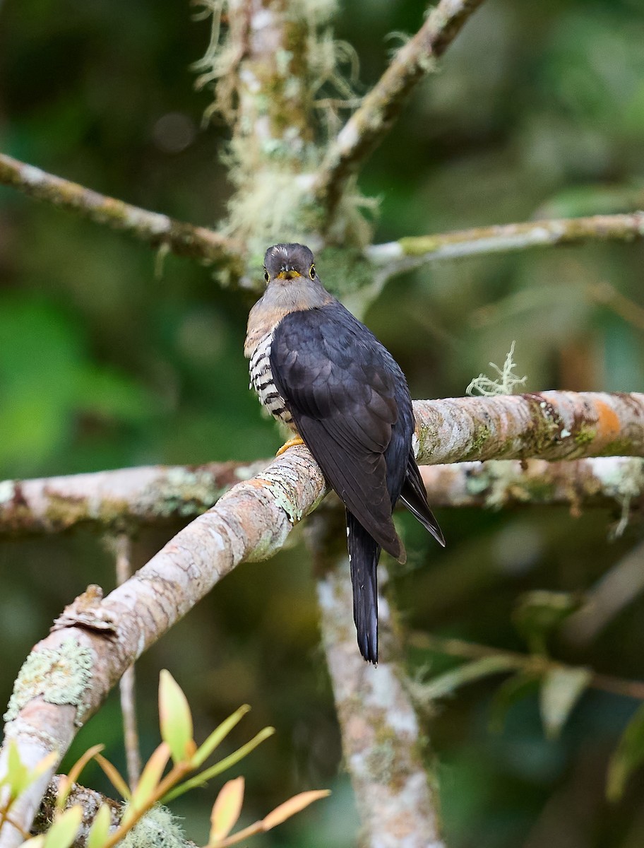 Sunda Cuckoo - ML466565421