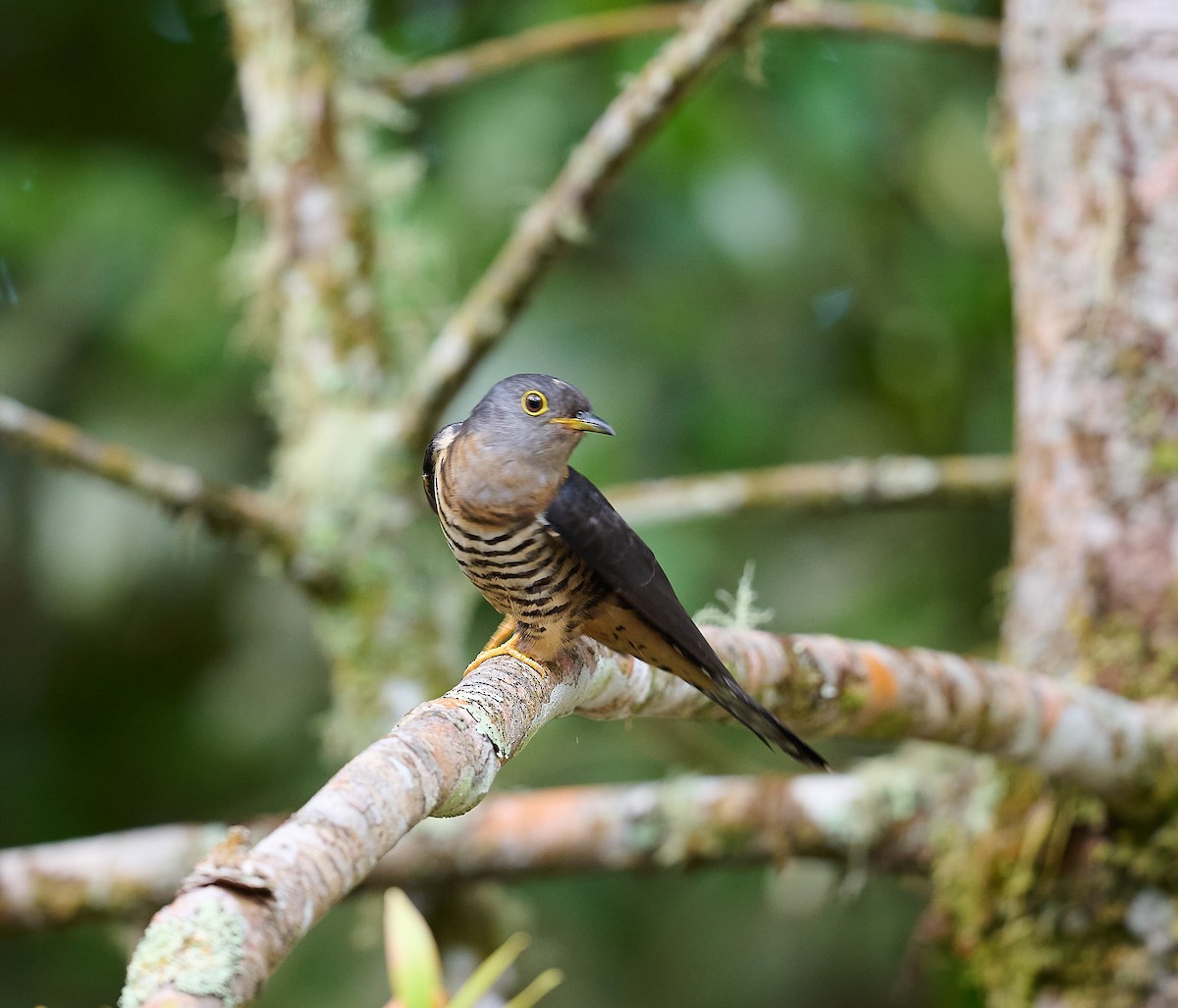 Sunda Cuckoo - ML466565431