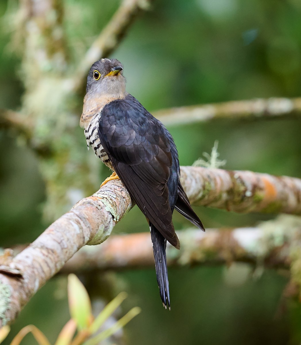 Sunda Cuckoo - ML466565471