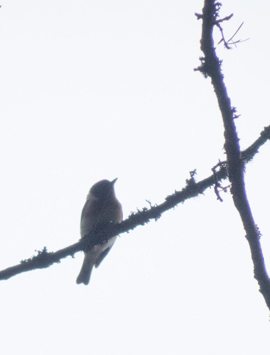 Bay-breasted Warbler - ML466566351