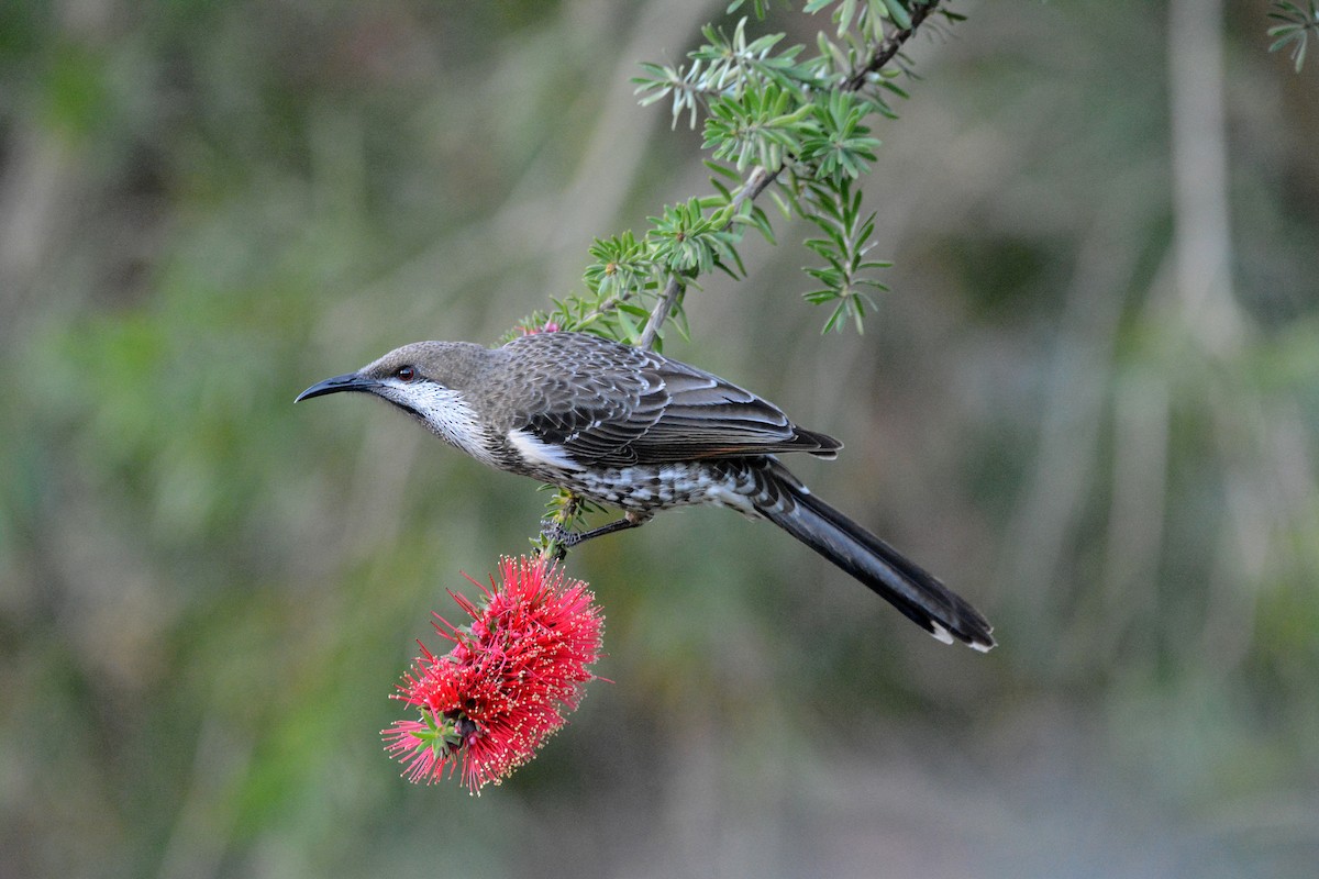 Western Wattlebird - Gerald Allen