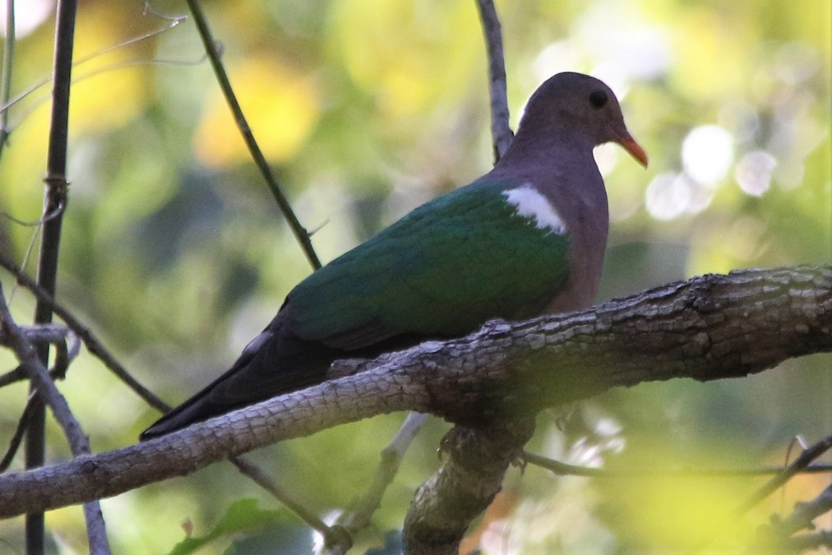 Pacific Emerald Dove - ML466566761