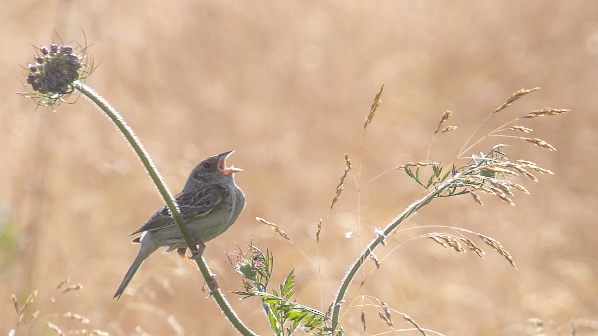 Grasshopper Sparrow - ML466567001