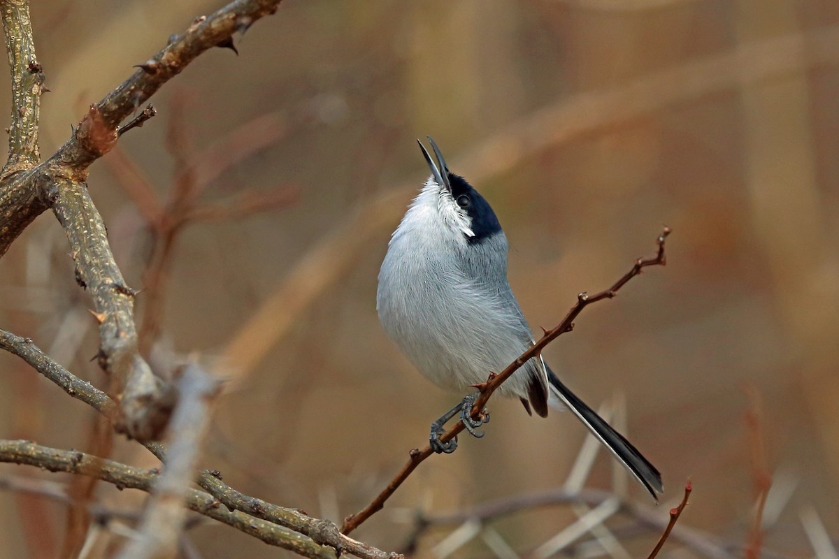 White-lored Gnatcatcher - ML46656771